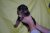 Puppies J